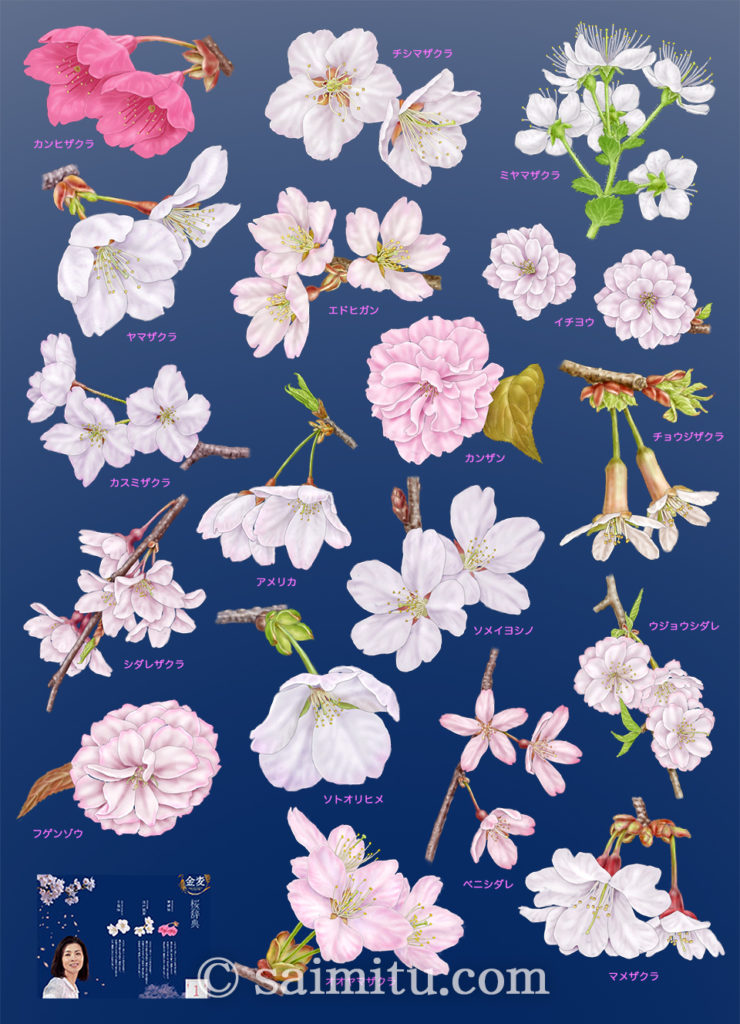 １８種類の桜の花イラスト、カンピザクラ、シマザクラ、ミヤマザクラ、エドヒガン、イチヨウ、カスミザクラ、カンザン、チョウジザクラ、アメリカ、シダレザクラ、ソメイヨシノ、ウジョウシダレ、ソトオリヒメ、フゲンゾウ、ベニシダレ、マメザクラ、オオヤマザクラの各イラスト