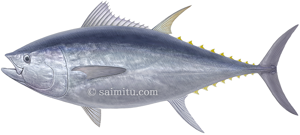 本マグロイラスト