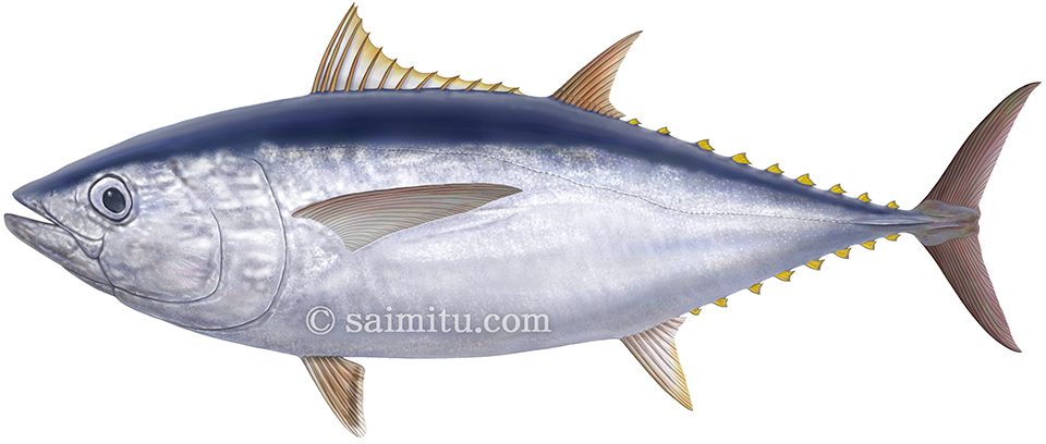 インドマグロイラスト