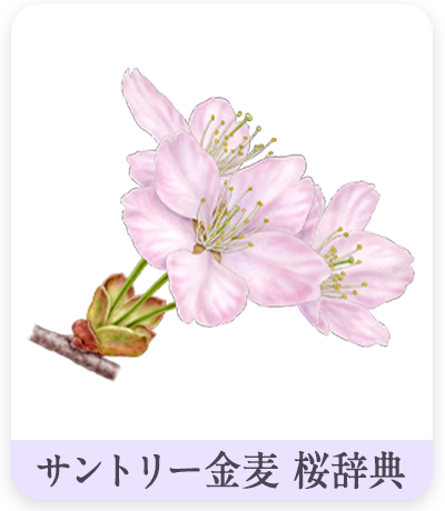 サントリー金麦 桜辞典　オオヤマザクライラスト
