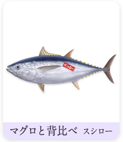 マグロと背比べ　インドマグロイラ