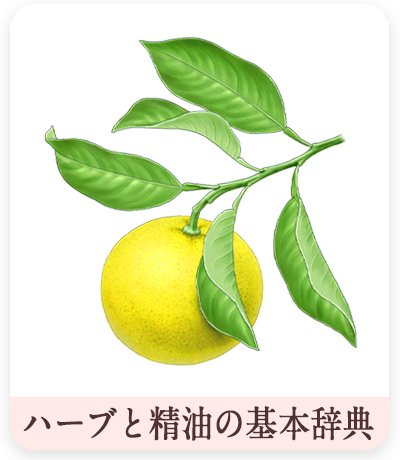 ハーブと精油の基本辞典　ベルガモットイラスト