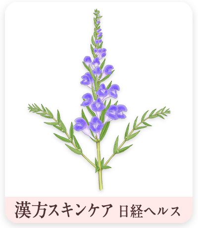 漢方スキンケア　オウゴンイラスト