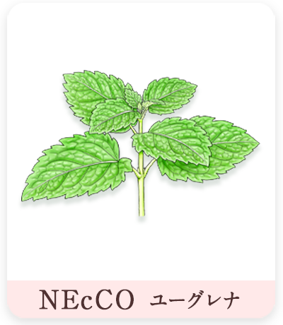 ネッコ　ミントイラスト