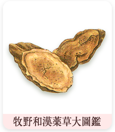 牧野和漢薬草大圖鑑　サヨウの乾燥根イラスト