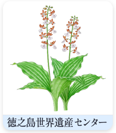 徳之島世界遺産センター
トクノシマエビネイラスト