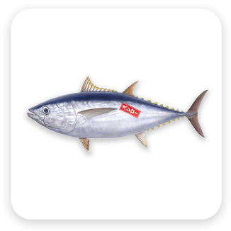 マグロと背比べ　インドマグロイラスト
