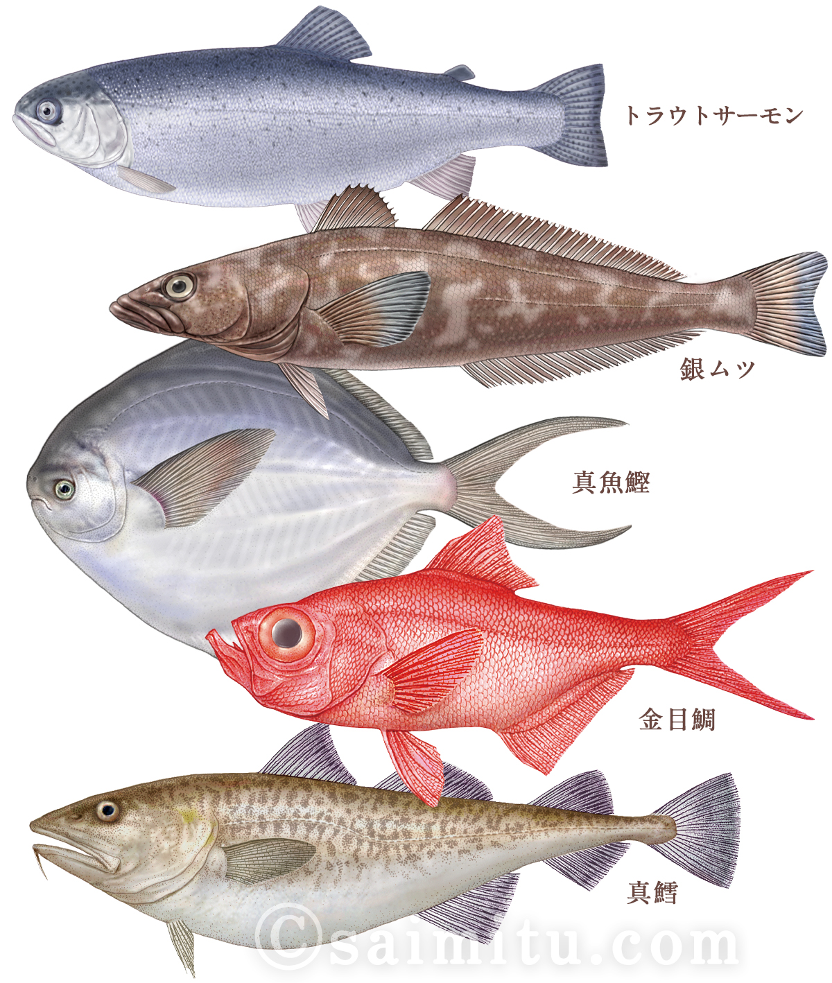 トラウトサーモン,
銀ムツ、真魚鰹、金目鯛、真鱈のイラスト