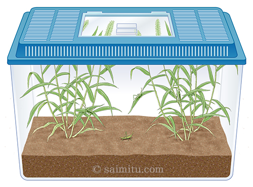 虫籠に入ったショウリョウバッタのよう虫にイラスト