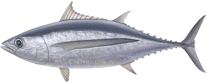 ビンナガマグロのイラスト