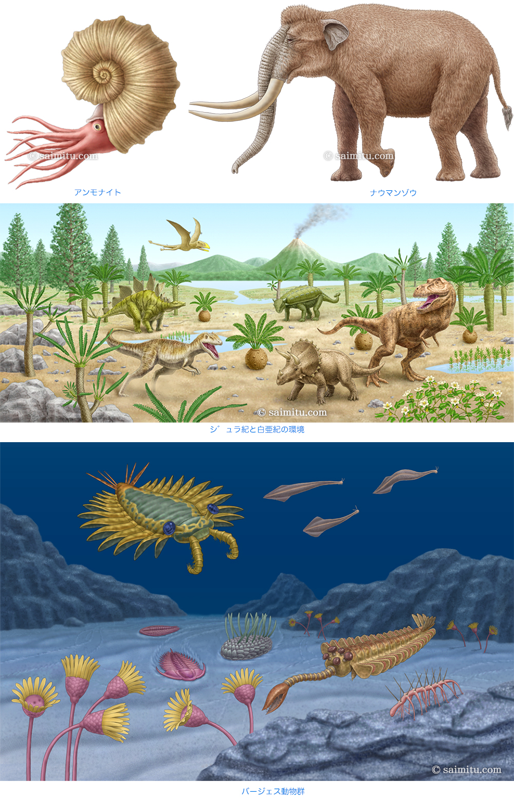 アンモナイトとナウマンゾウ、
ジェラ紀と白亜紀の環境、
バージェス動物群の各イラスト