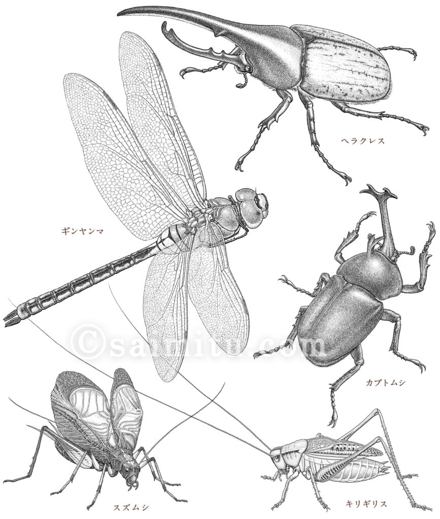 ヘラクレス、ギンヤンマ、カブトムシ、スズムシ、キリギリスの点描図