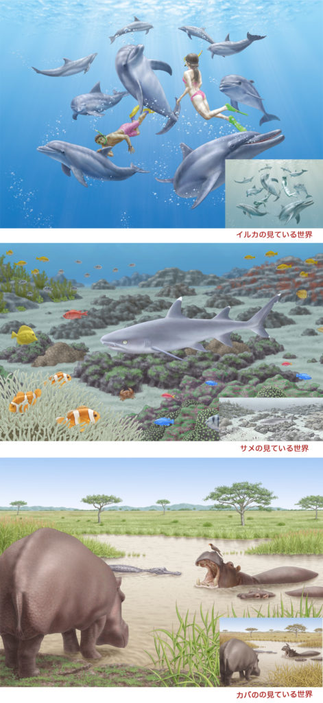 イルカの見ている世界イラスト、サメの見ている世界イラスト、カバの見ている世界イラスト