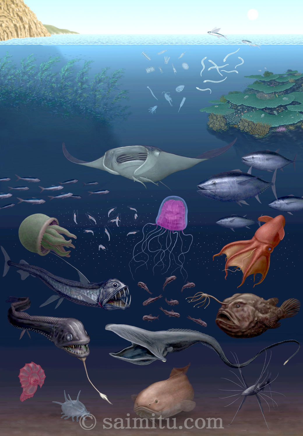 深海生物の生息圏（イトマキエイ、イワシ、コバンザメ、シラスウナギ、植物性プランクトン、動物性プランクトン、ハダカイワシ、マリンスノー、フクロウナギ、ソコボウズ、ミツマタヤリウオ、ナガツエエソ、ソコナマコ、センジュナマコ、チョウチンアンコウ、クロマグロ、アカチョウチンクラゲ、コウモリダコ、ユビアシクラゲの各イラスト