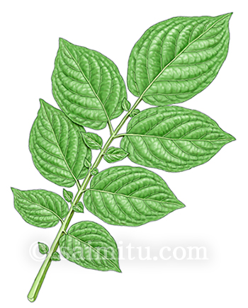 ジャガイモの葉のイラスト