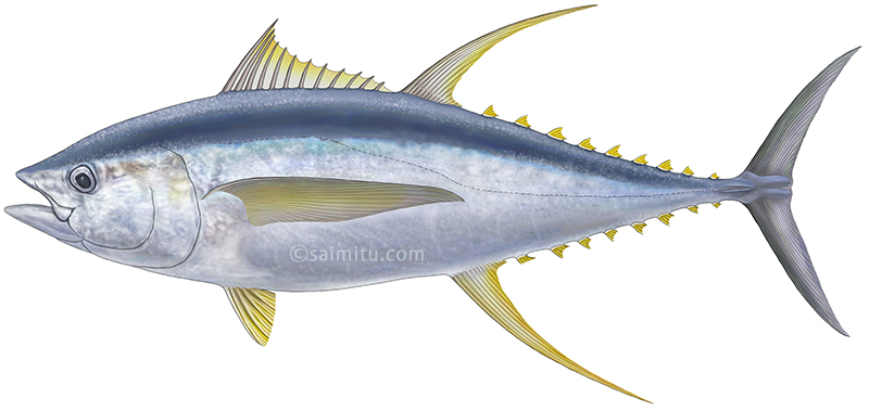 キハダマグロのイラスト