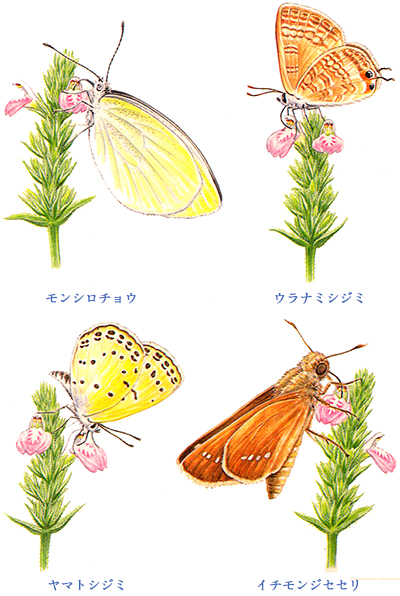 キツネノマゴとチョウのイラスト