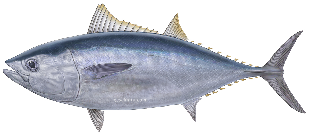 クロマグロのイラスト