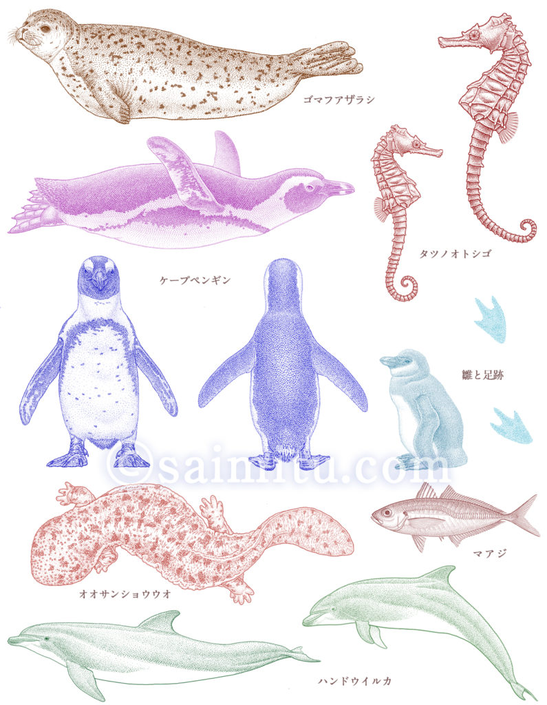 ゴマフアザラシ、タツノオトシゴ、ケープペンギン、マアジ、オオサンショウウオ、ハンドウイルカの点描図