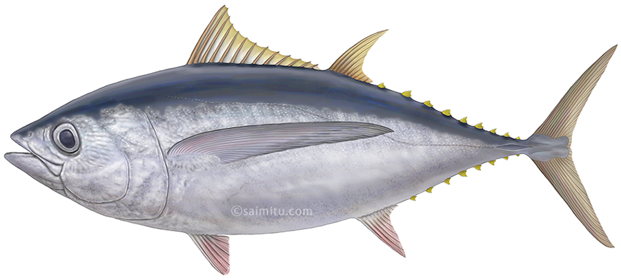 メバチマグロのイラスト