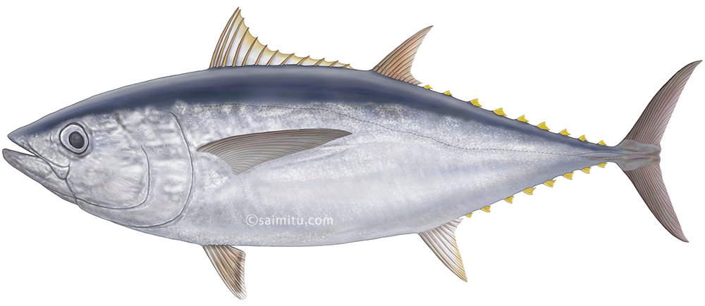 ミナミマグロのイラスト