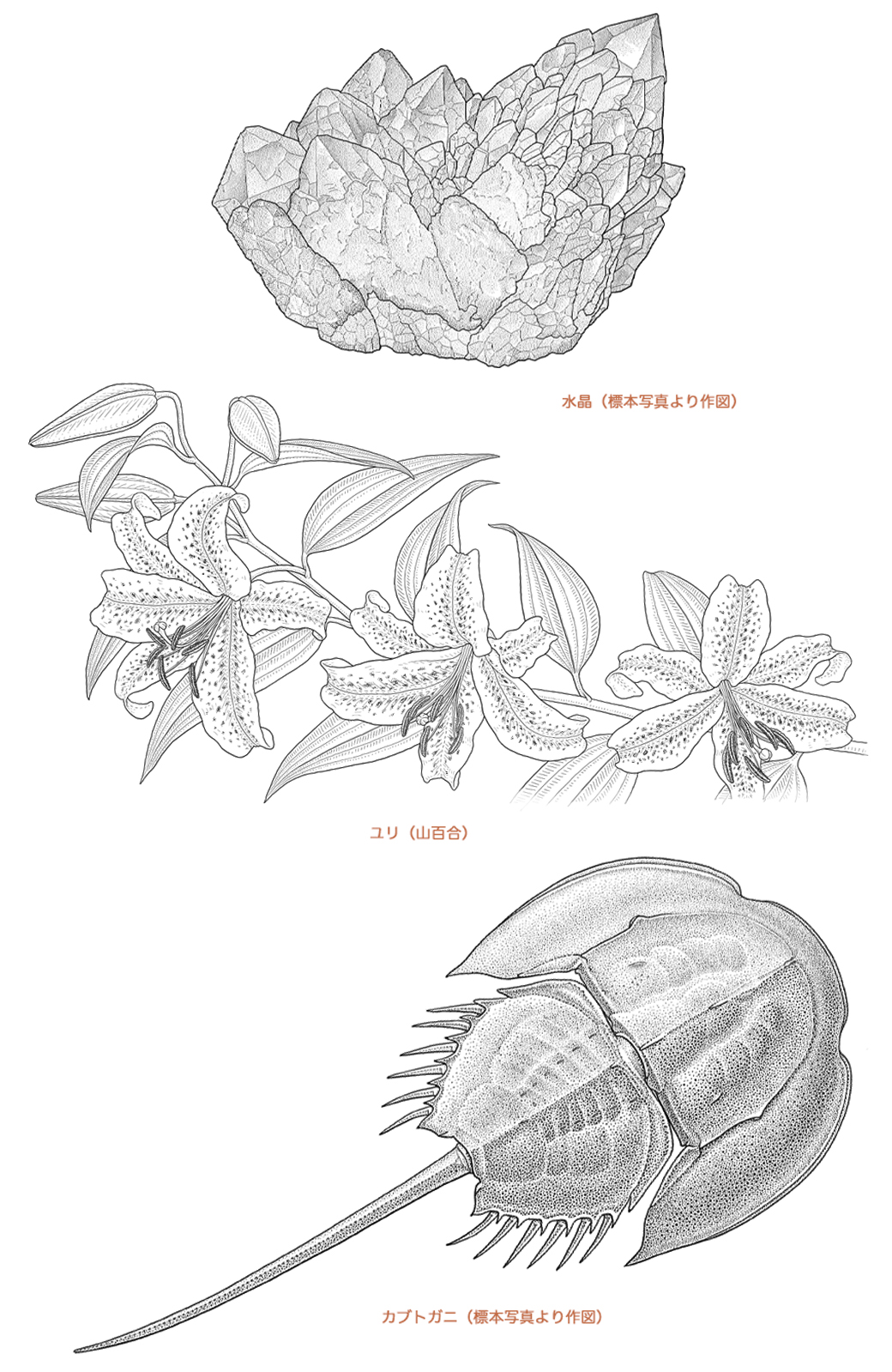 水晶,山百合,カブトガニの点描図
