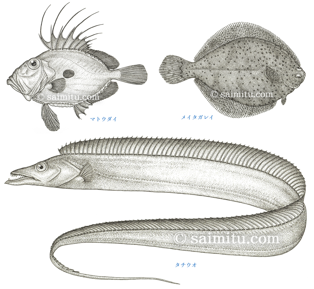 マトウダイ、メイタガレイ、タチウオの点描図