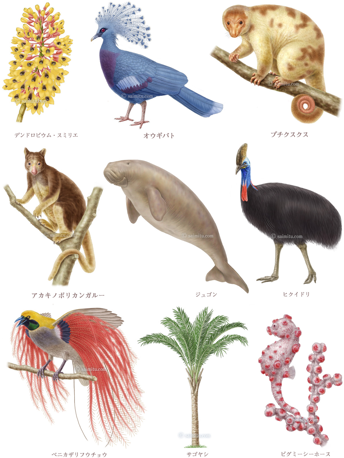 アカキノボリカンガルー、オウギバト、サゴヤシ、ジュゴン、デンドロビウム・スミリエ、ヒクイドリ、ピグミーシーホース、プチクスクス、ベニカザリフウチョウのイラスト