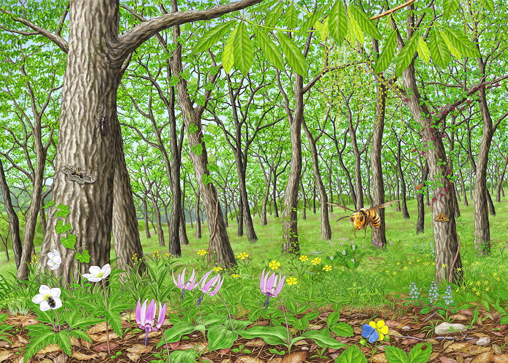 雑木林＿春イラスト