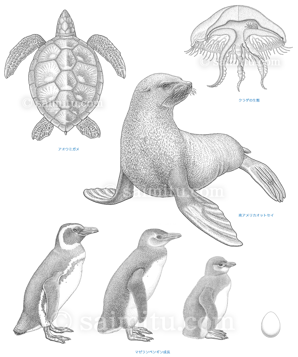 アオウミガメ、クラゲの生態、南アメリカオットセイ、マゼランペンギンの成長の各イラスト