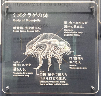 ミズクラゲの体（断面図）