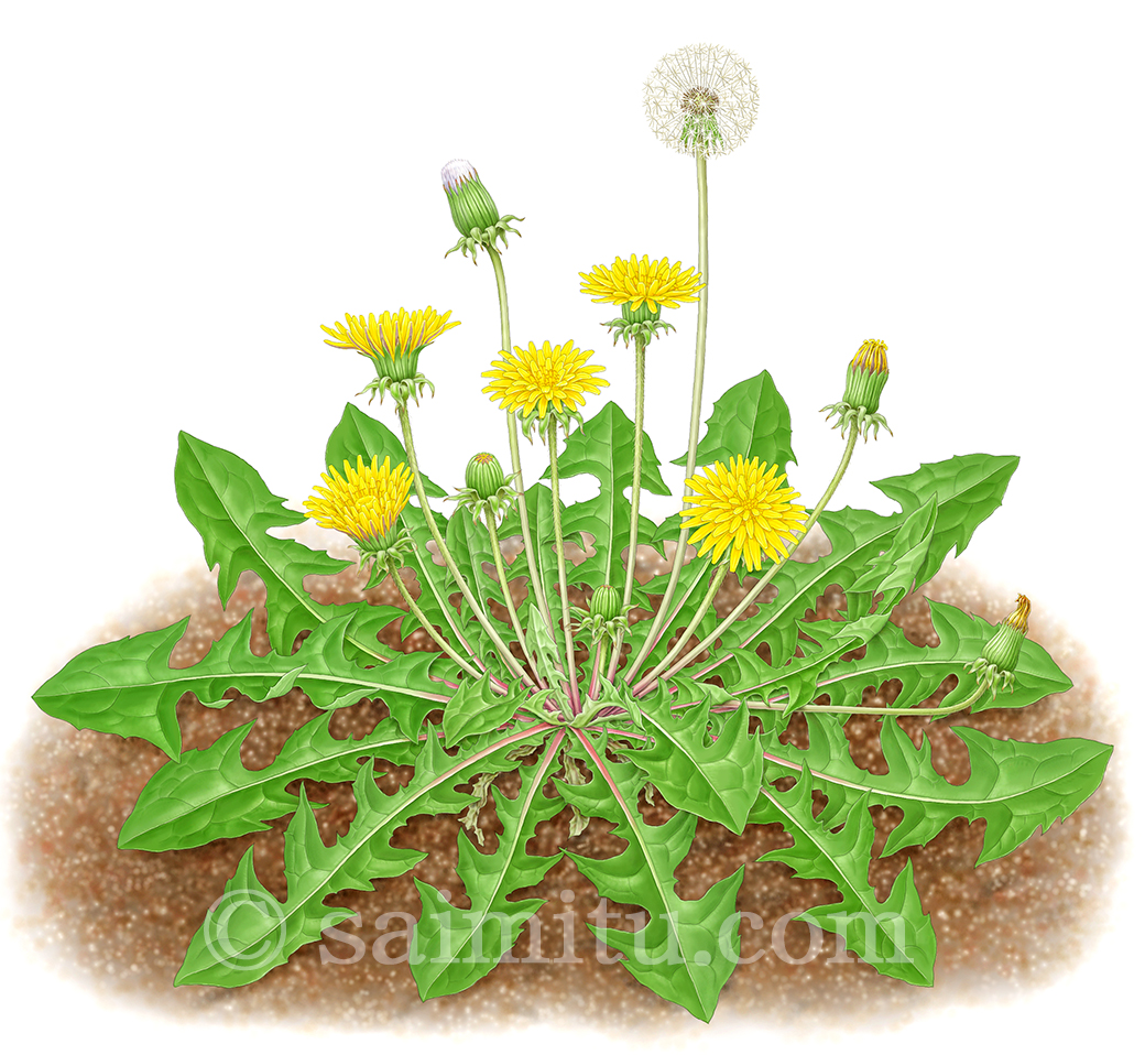 セイヨウタンポポのイラスト