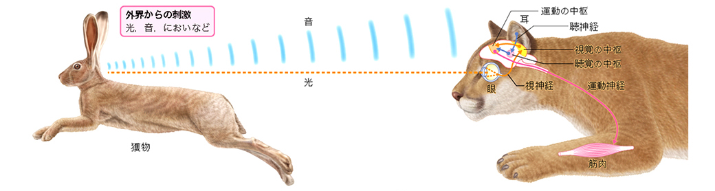 ウサギを襲うピューマ