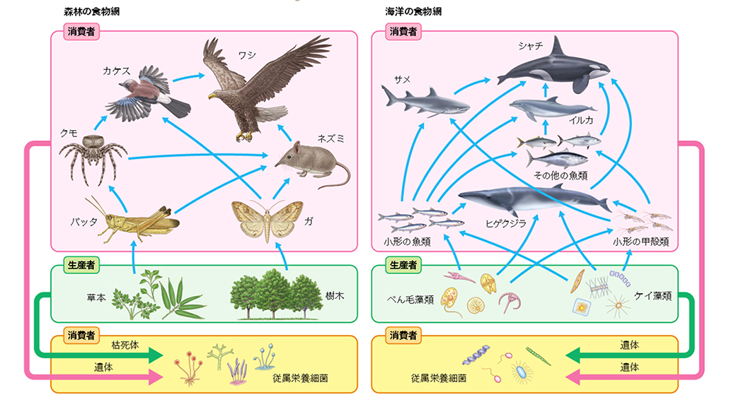 食物網図のイラスト、カケス、ワシ、クモ、ネズミ、ガ、バッタ、シャチ、イルカ、サメ、ヒゲクジラ、べん毛藻類、ケイ藻類、ウサギ、キツネ、サンゴ、プランクトンのイラスト