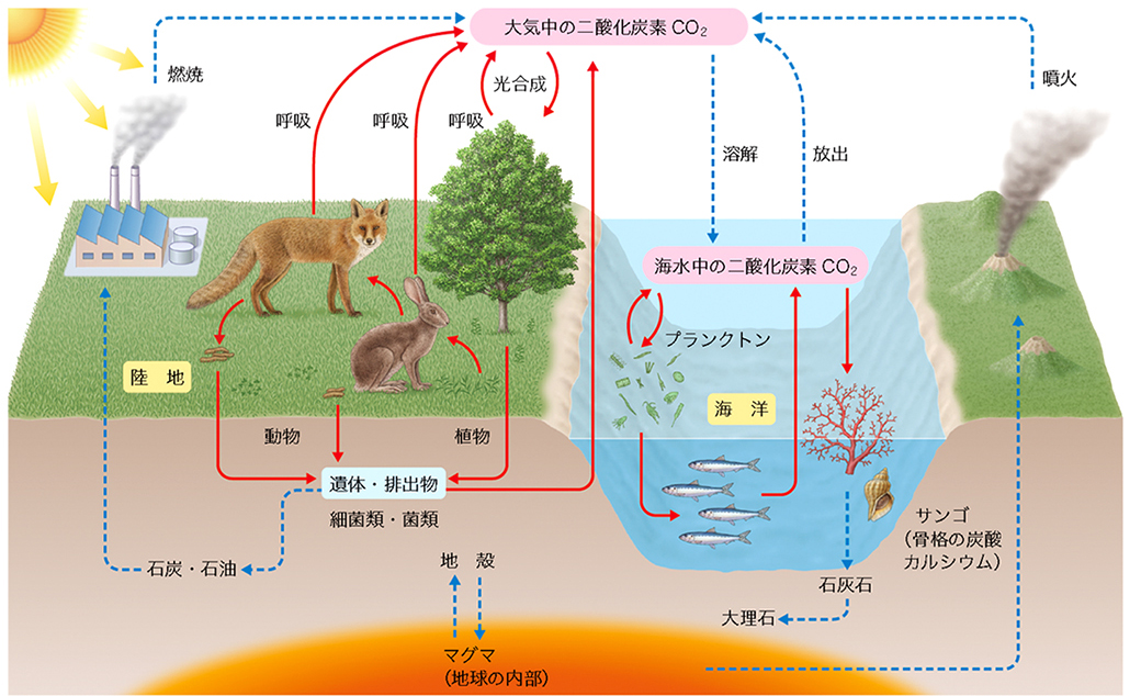 炭素の循環のイラスト