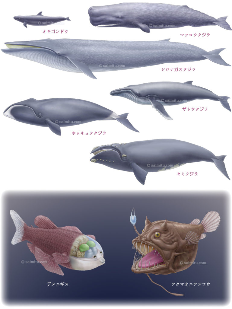 オキゴンドウ、マッコウクジラ、シロナガスクジラ、ザトウクジラ、ホッキョククジラ、セミクジラ、デメニギス、アクマオニアンコウの各イラスト